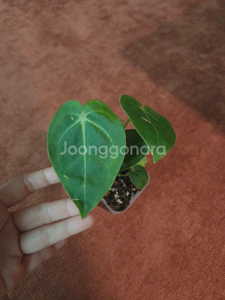 안스리움 에오스럭셔리안스--0