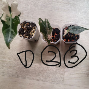 알로카시아 노빌리스바리가타