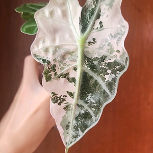 무천이 알로카시아 아마조니카 핑크 바리에가타 중품