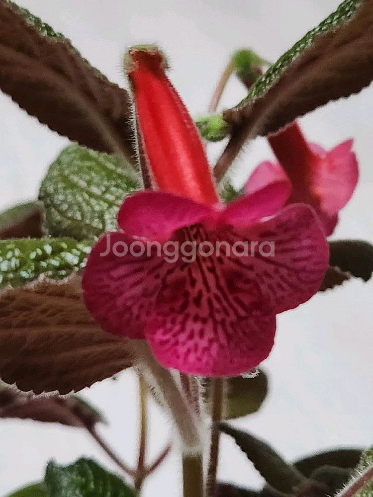신닌기아 핫라바--0