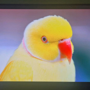 4k uhd+ 포터블 모니터
