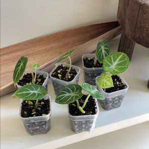 알로카시아 블랙스머프