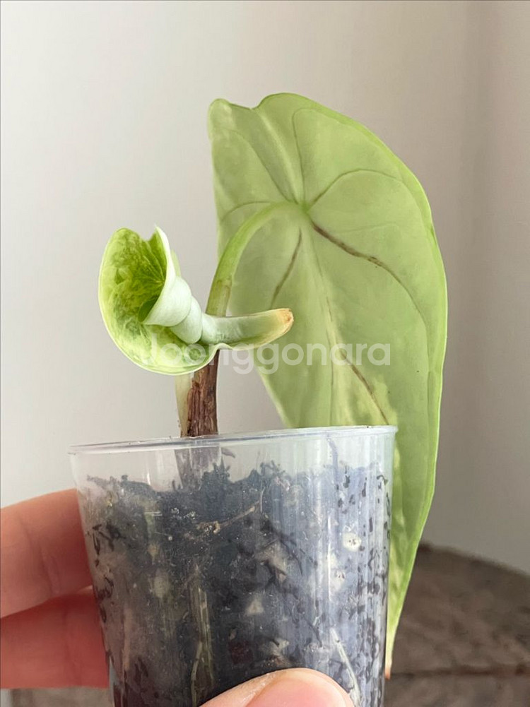 알로카시아 실버드래곤 옐로우 바리에가타--0
