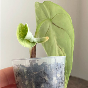 알로카시아 실버드래곤 옐로우 바리에가타