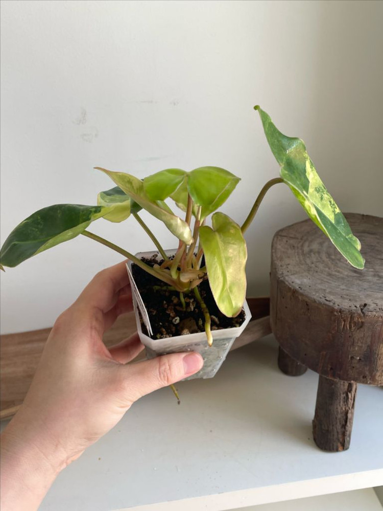 필로덴드론 버럴막스 바리에가타 이미지