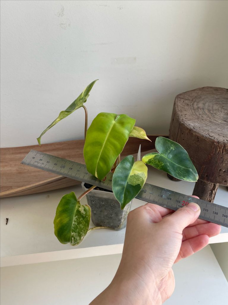 필로덴드론 버럴막스 바리에가타 이미지