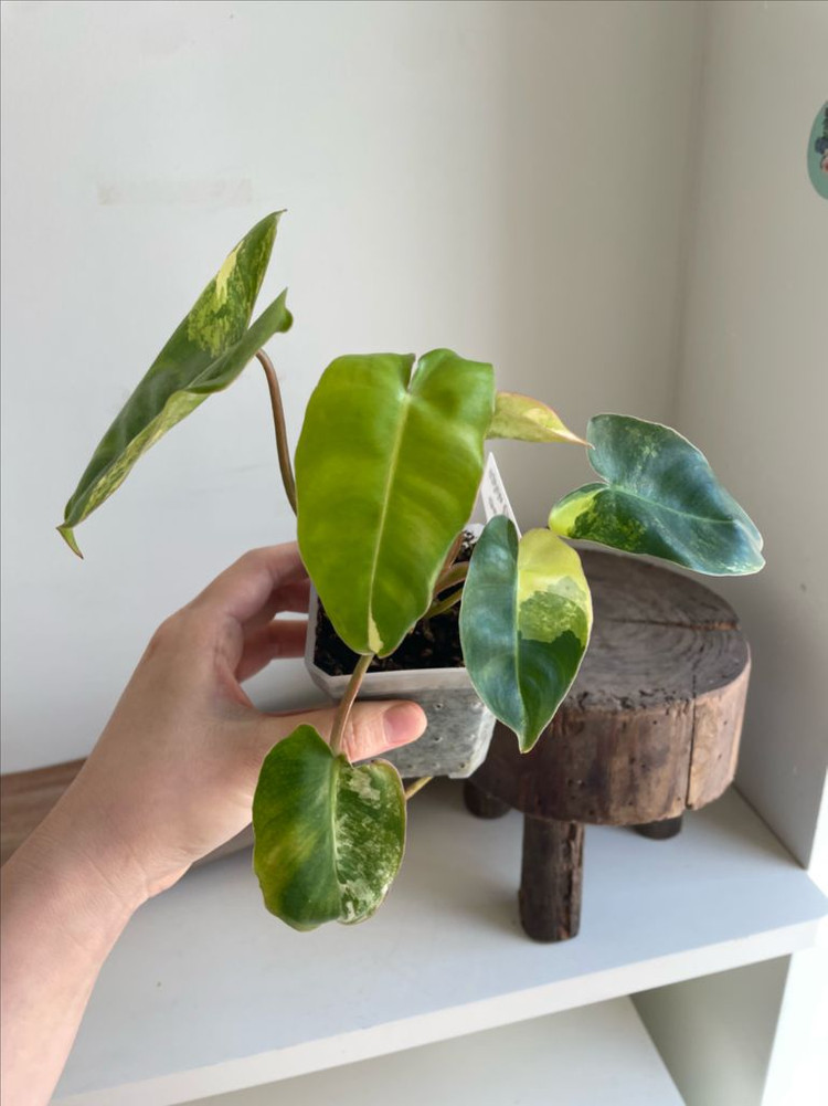 필로덴드론 버럴막스 바리에가타 이미지