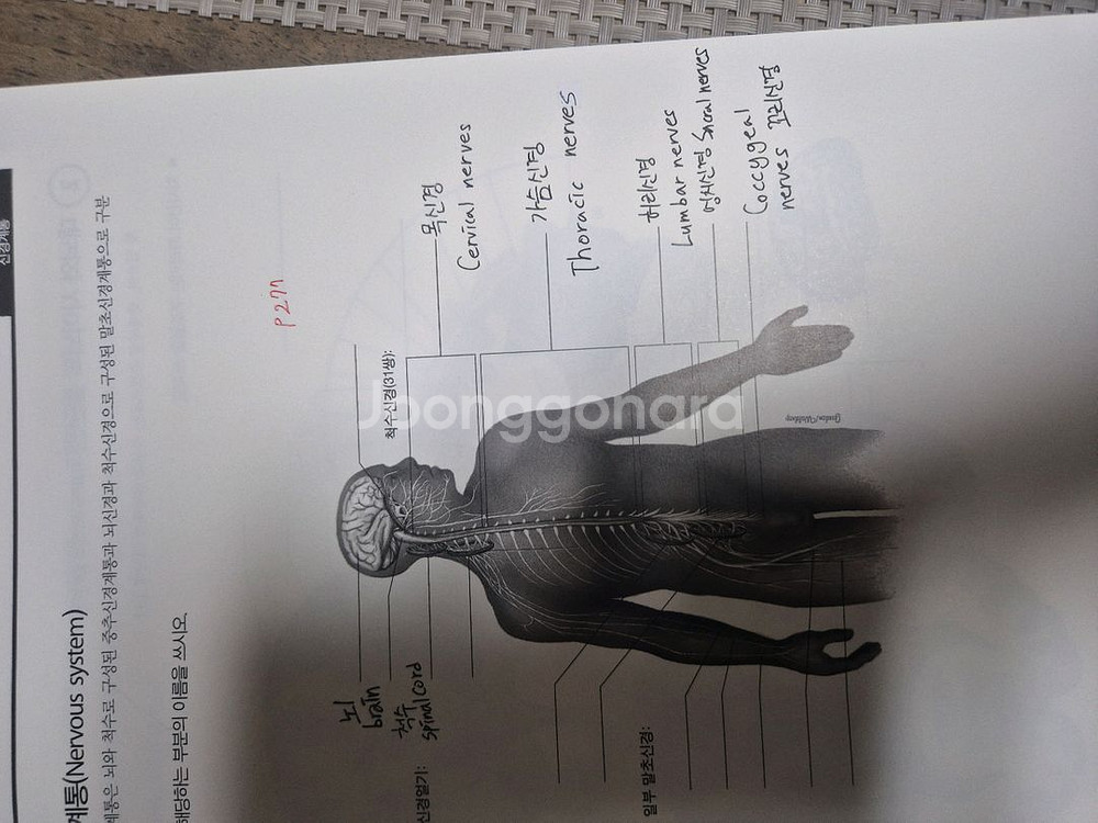 인체구조와기능 정문각--4