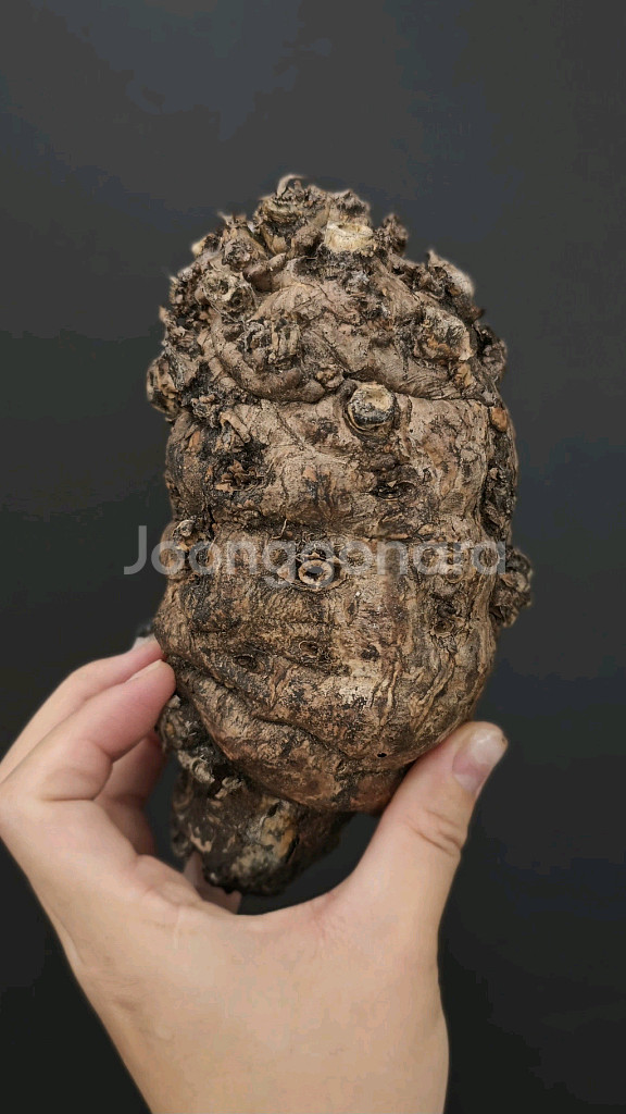 짧뚱의정석 음란지아나 벌크 (아프리카식물/코덱스)--4