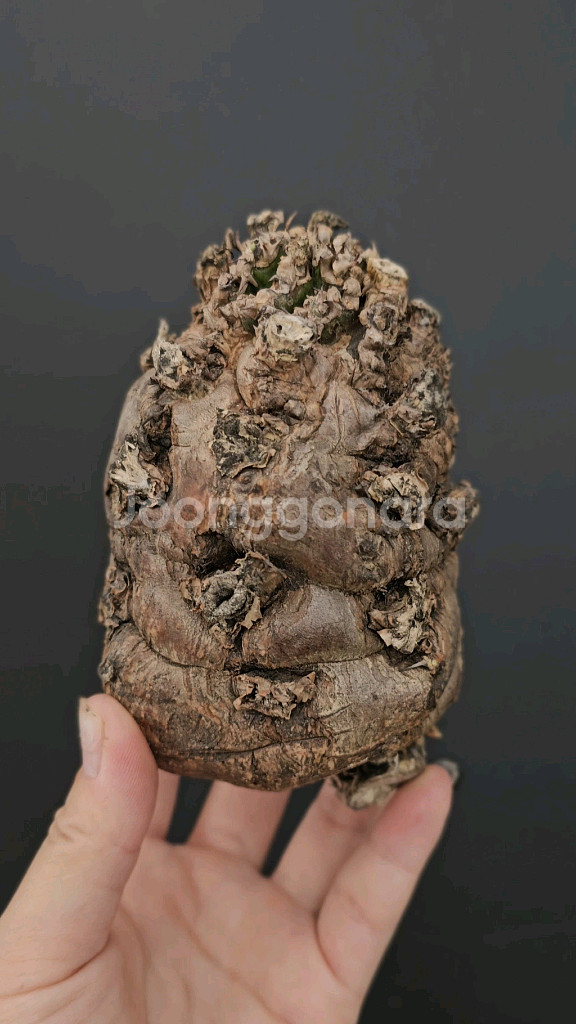 짧뚱의정석 음란지아나 벌크 (아프리카식물/코덱스)--2