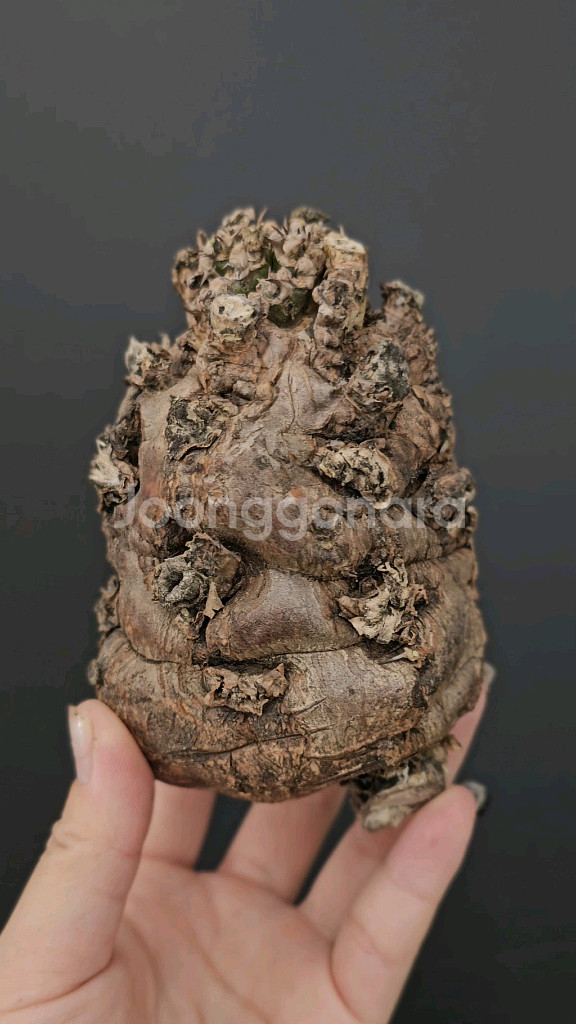 짧뚱의정석 음란지아나 벌크 (아프리카식물/코덱스)--1