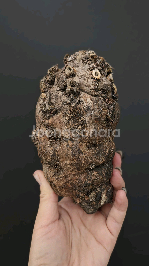 짧뚱의정석 음란지아나 벌크 (아프리카식물/코덱스)--3