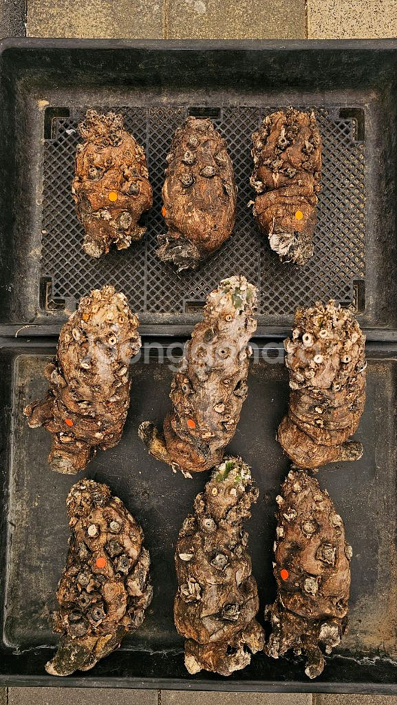 짧뚱의정석 음란지아나 벌크 (아프리카식물/코덱스)--6