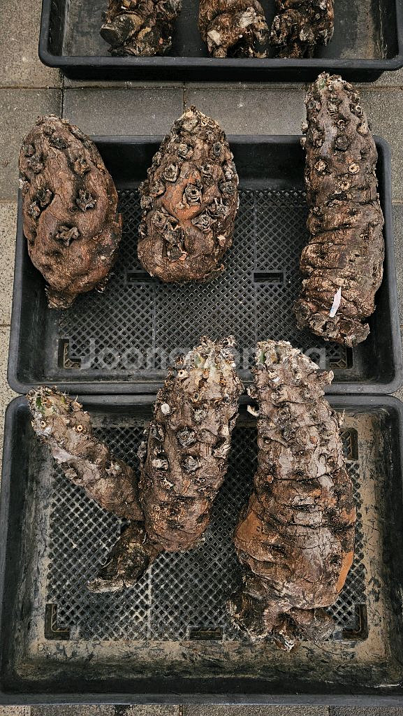 짧뚱의정석 음란지아나 벌크 (아프리카식물/코덱스)--8