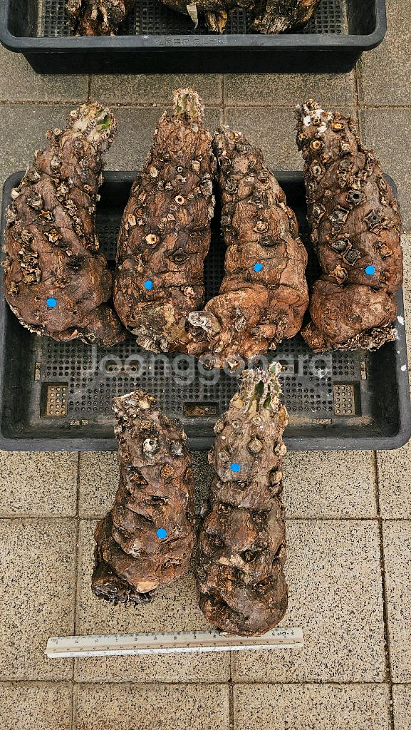 짧뚱의정석 음란지아나 벌크 (아프리카식물/코덱스)--7