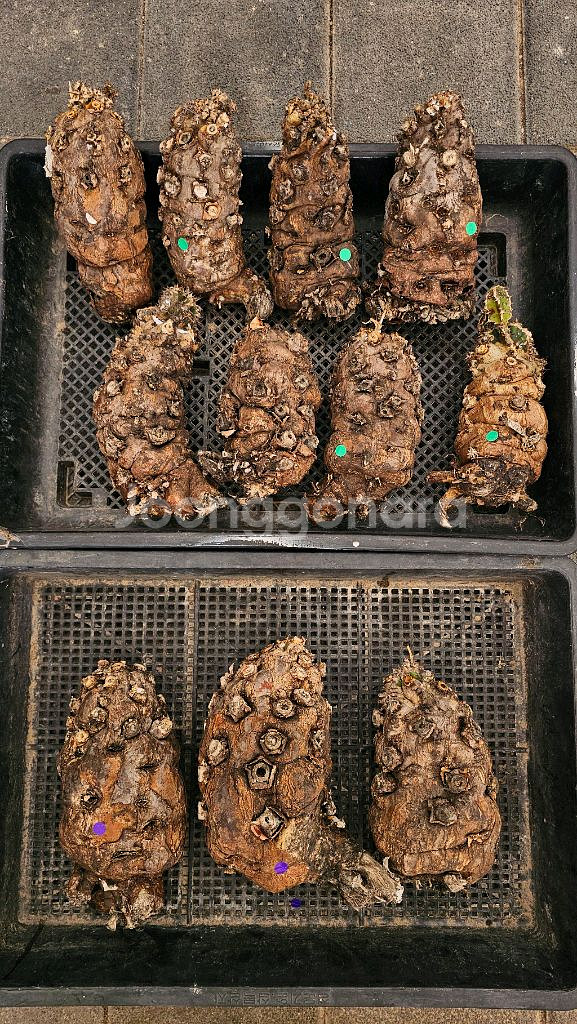 짧뚱의정석 음란지아나 벌크 (아프리카식물/코덱스)--5