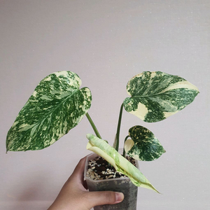 몬스테라 크림브륄레 택포 7만원
