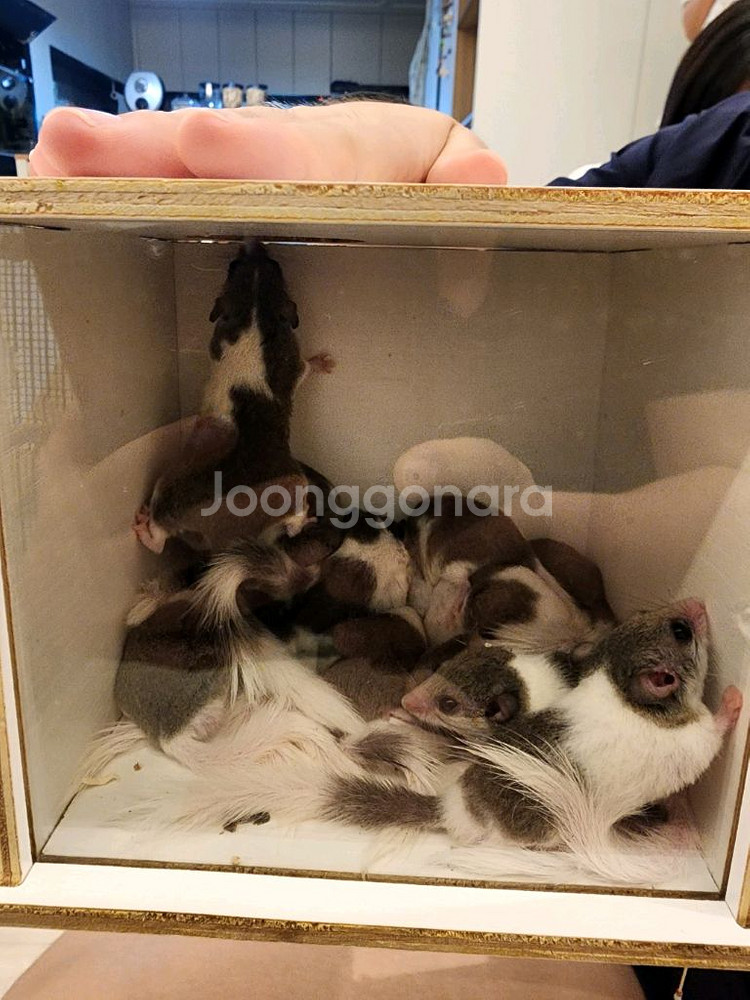 피그미다람쥐 분양합니다~--1