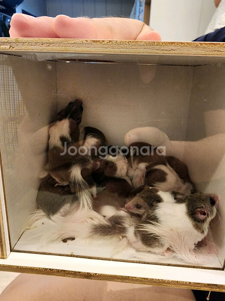 피그미다람쥐 분양합니다~--2