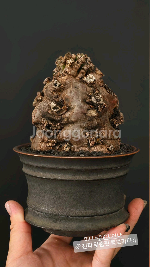 짧뚱의정석 음란지아나 벌크 (아프리카식물/코덱스)--0