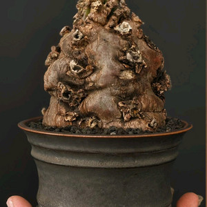 짧뚱의정석 음란지아나 벌크 (아프리카식물/코덱스)