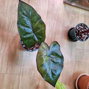 알로카시아 유카탄 프린세스