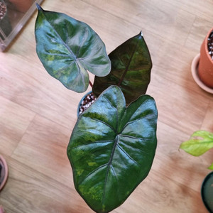 알로카시아 유카탄 프린세스