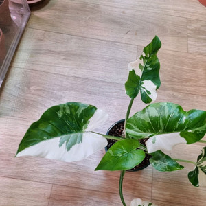 알로카시아 오키나와