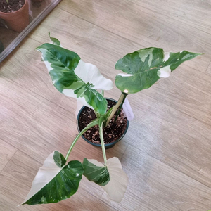 알로카시아 오키나와