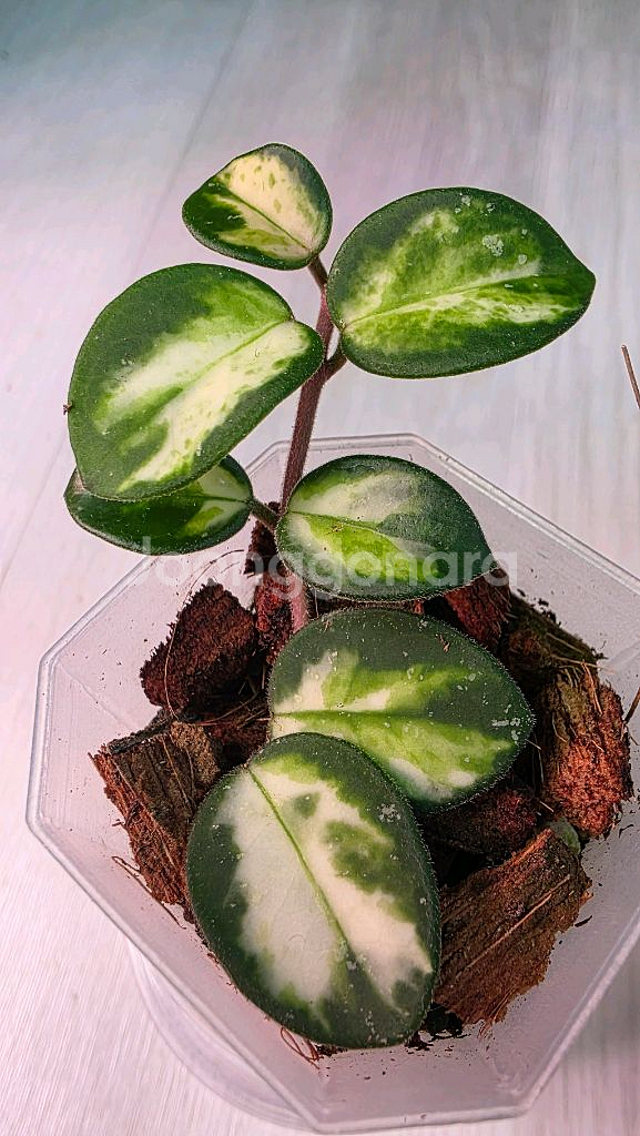 호야 마틸드 바리에가타--0