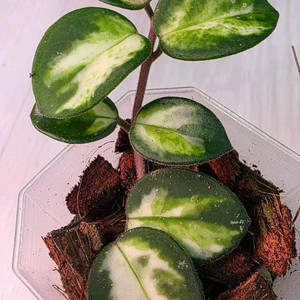 호야 마틸드 바리에가타