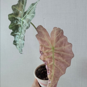 알로카시아 풀민트 스테인글라스