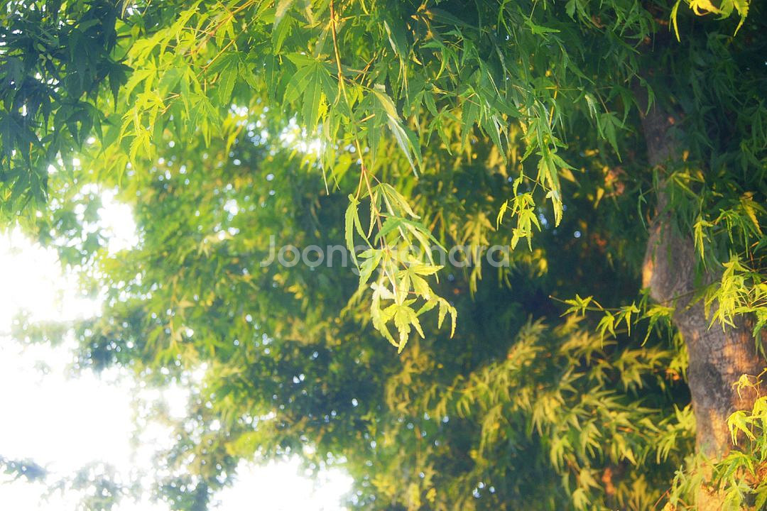 소니 DSLR A500 카메라/SONY A500--0