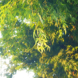 소니 DSLR A500 카메라/SONY A500