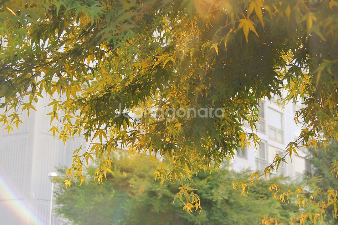 소니 DSLR A500 카메라/SONY A500--1