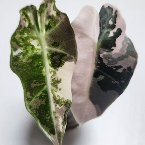 알로카시아 아마조니카 바리에가타 (거북바리)