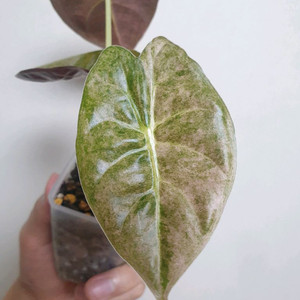 알로카시아 골든본(골드본) 바리에가타
