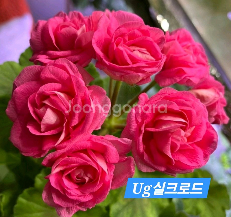Ug실크로드 러시아제라늄 대품--0