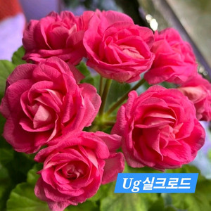 Ug실크로드 러시아제라늄 대품