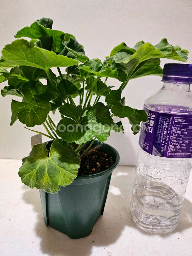 Ug실크로드 러시아제라늄 대품--3