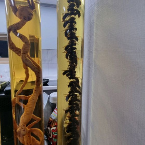 장수말벌주