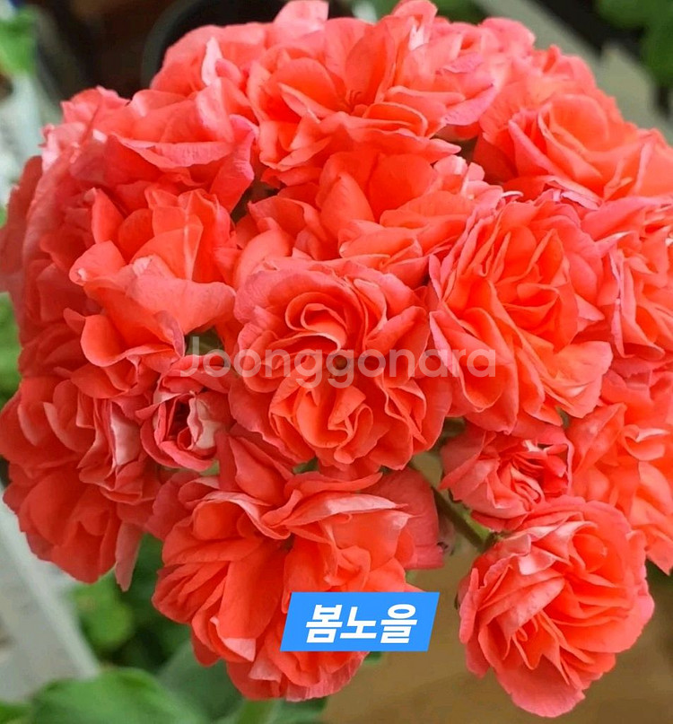 봄노을(뽀롱마미) K제라늄--0