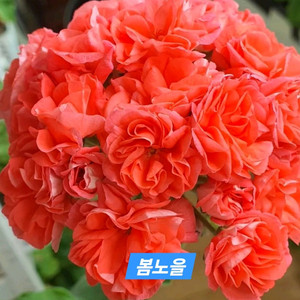 봄노을(뽀롱마미) K제라늄