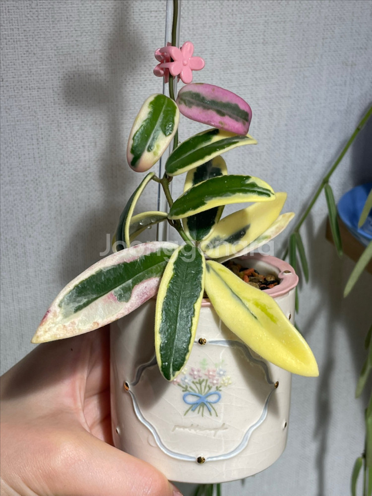 호야 리프리즘 산반 대품 (포터리엘 크림케이크팟 식재)--0