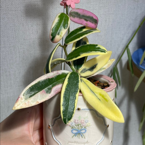 호야 리프리즘 산반 대품 (포터리엘 크림케이크팟 식재)