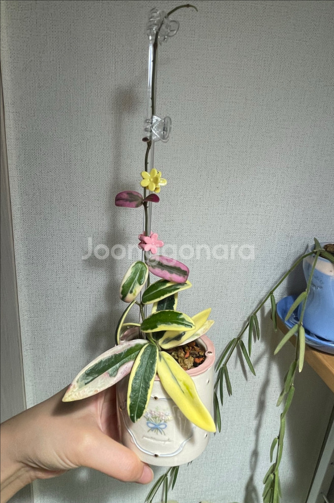 호야 리프리즘 산반 대품 (포터리엘 크림케이크팟 식재)--2