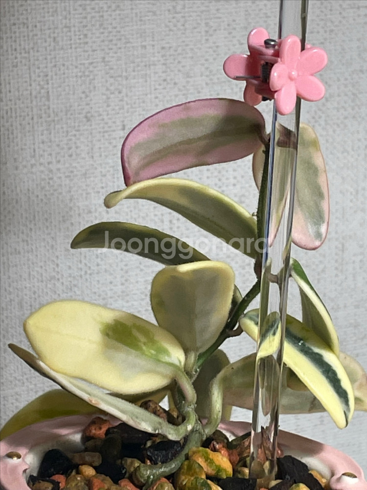 호야 리프리즘 산반 대품 (포터리엘 크림케이크팟 식재)--5