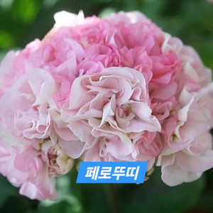 페로뚜띠 K제라늄