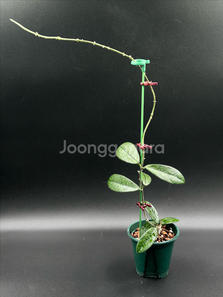 호야 쓰촨엔시스--0