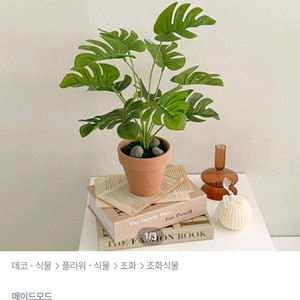 미니 몬스테라 식물조화 화분